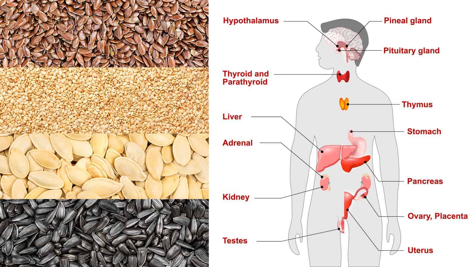 Scientists Explain What Happens To Your Hormones When You Eat These 4 Seeds