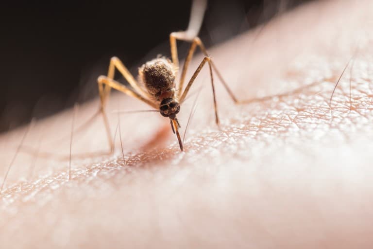 bug bites