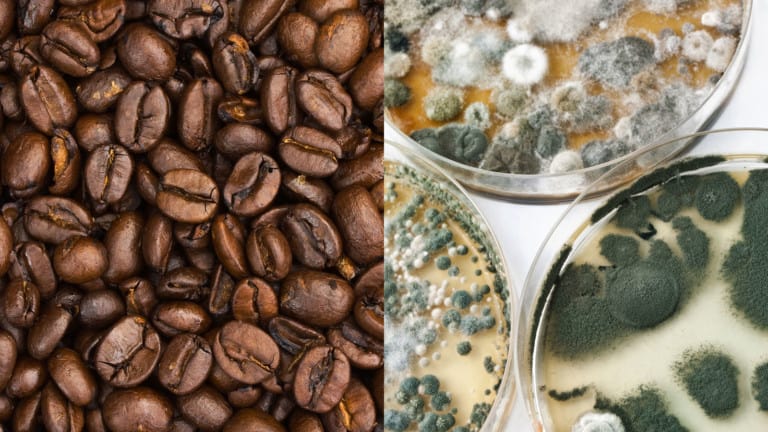 foods contain mold