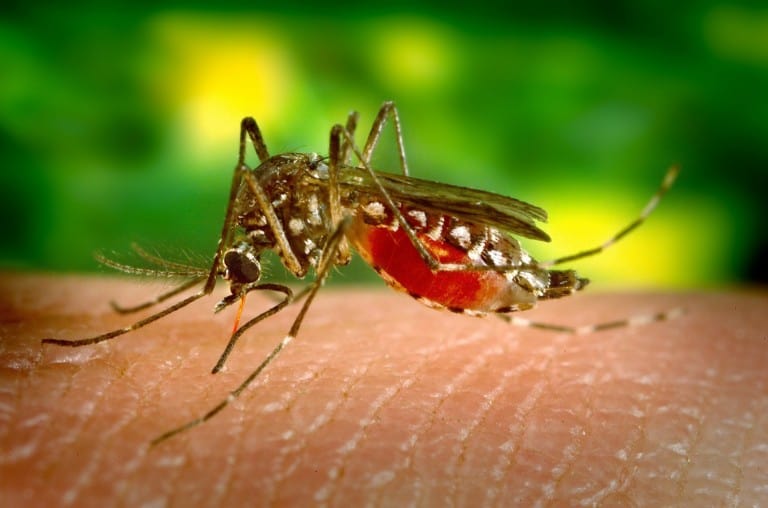 bug bites