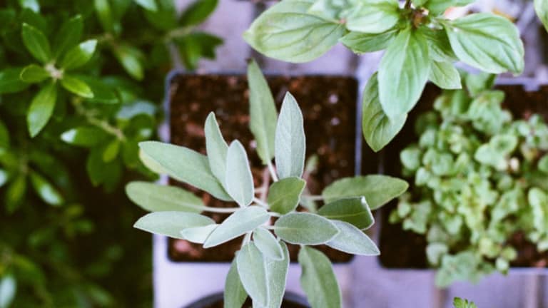 testosterone and adaptogens