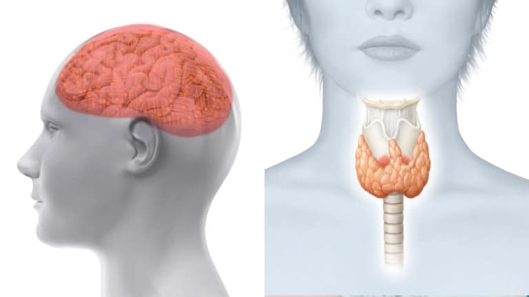 thyroid