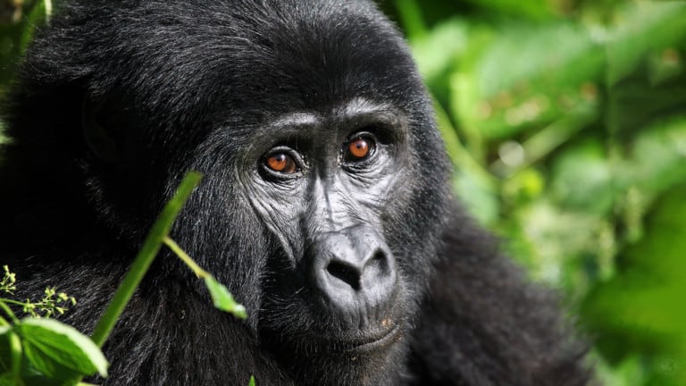 mountain gorillas