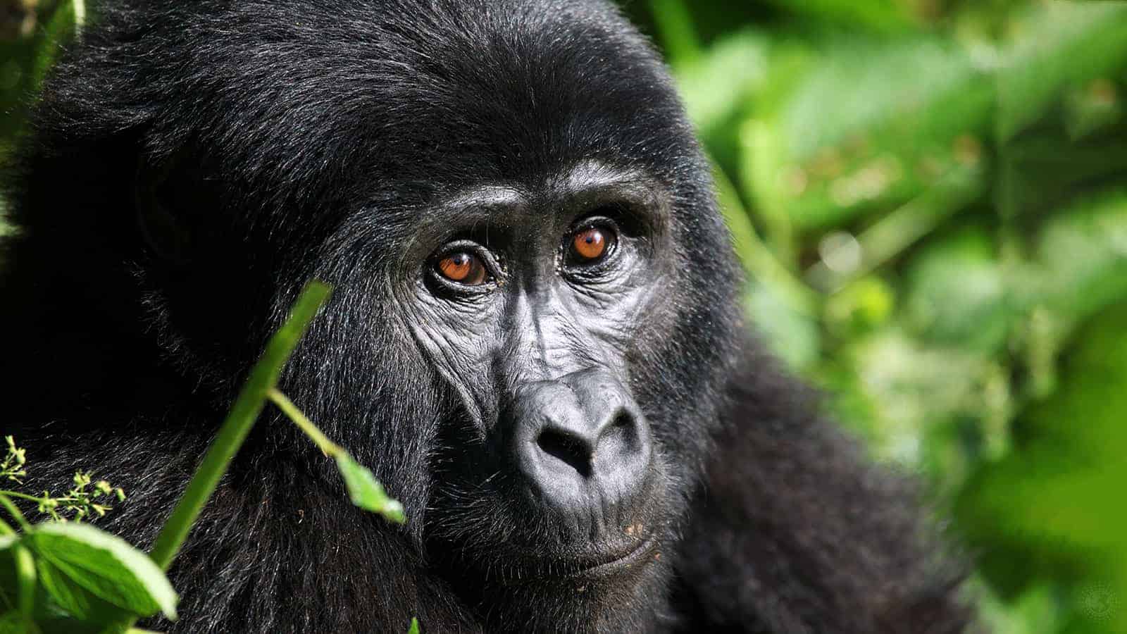 Here’s How People Are Saving Endangered Mountain Gorillas in Rwanda