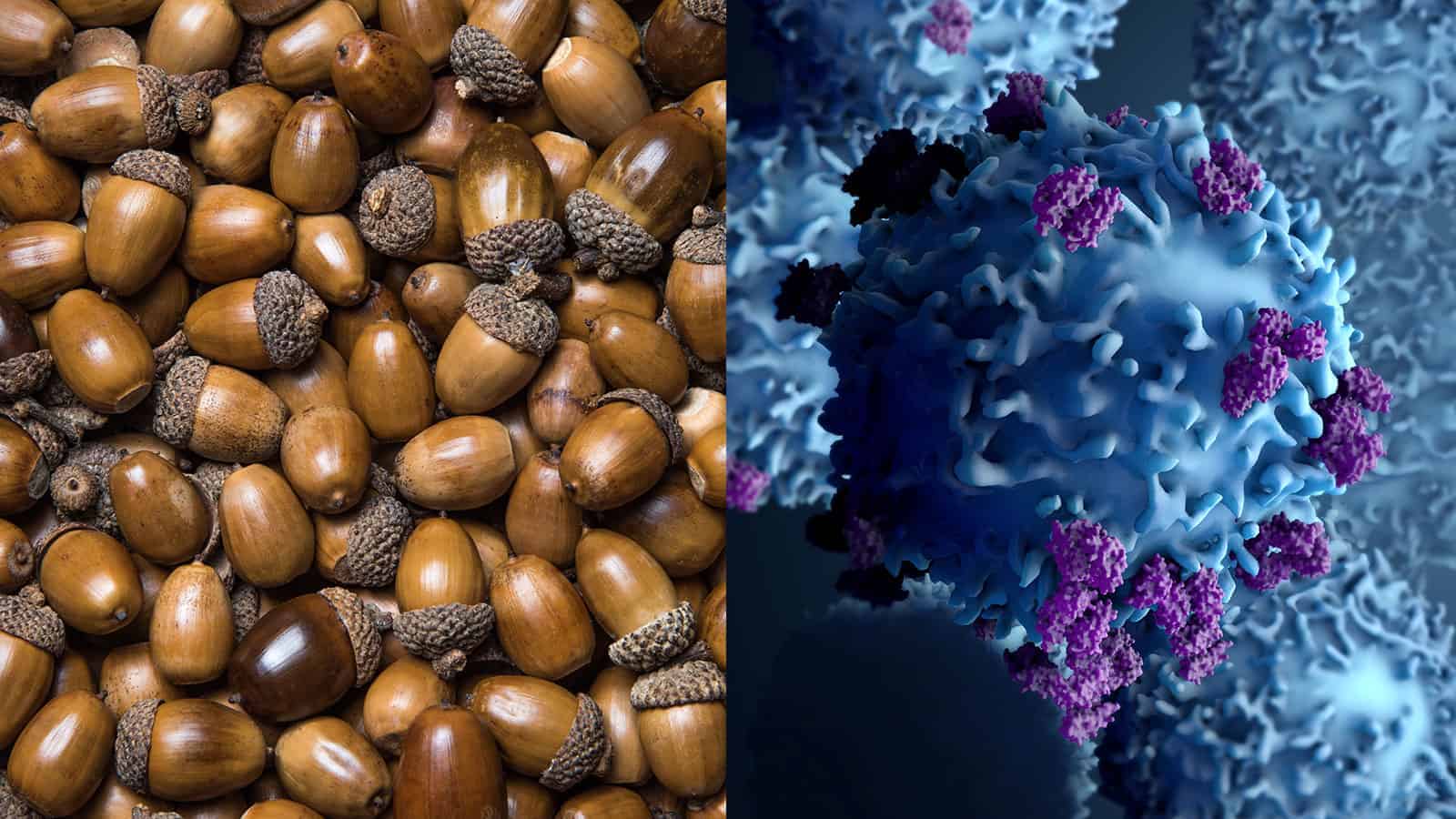 Can Acorns Can Fight Cancer? Researchers Reveal How