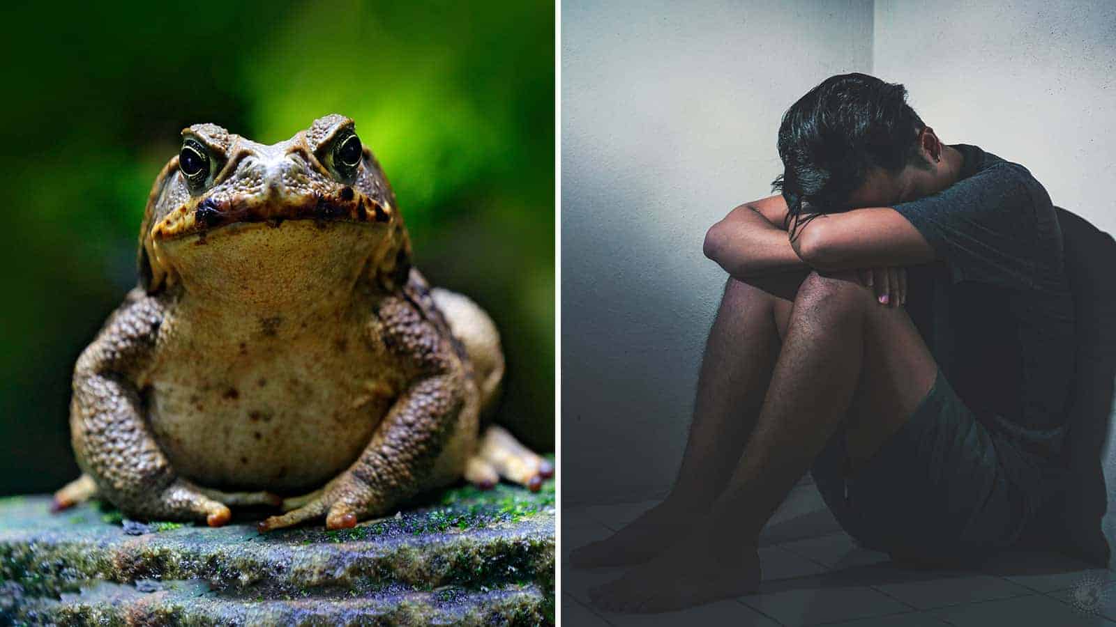 Scientists Reveal That Toad Poison May Treat Addiction and Depression