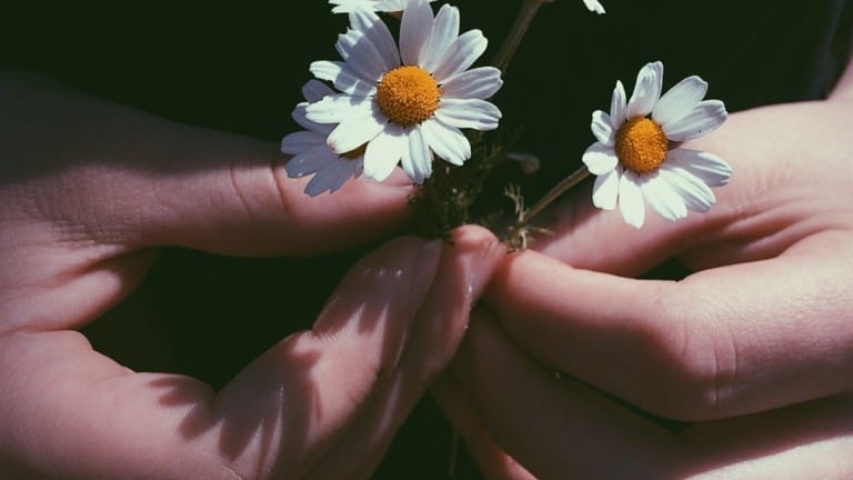 chamomile flowers