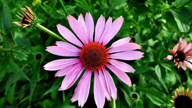 echinacea flower