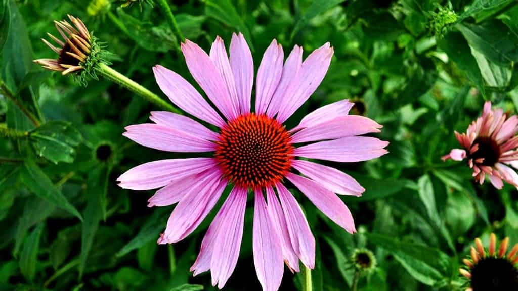 Research Reveals the Benefits of Echinacea Supplements