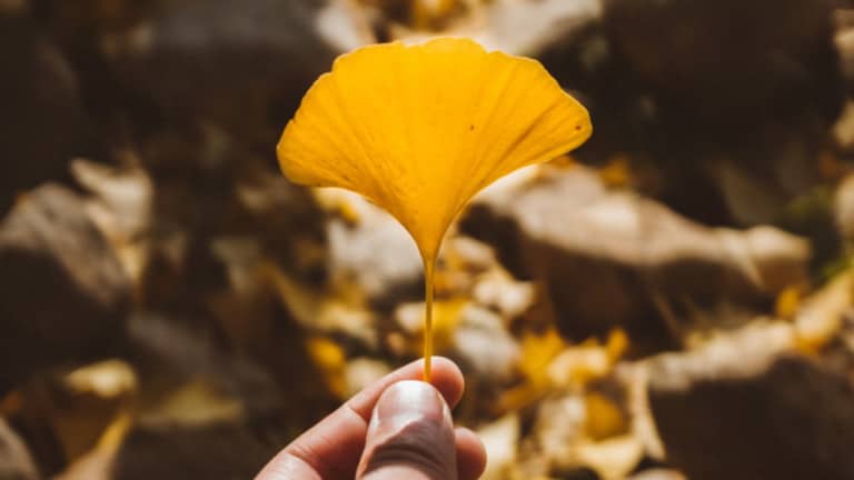 Leaf of gingko biloba