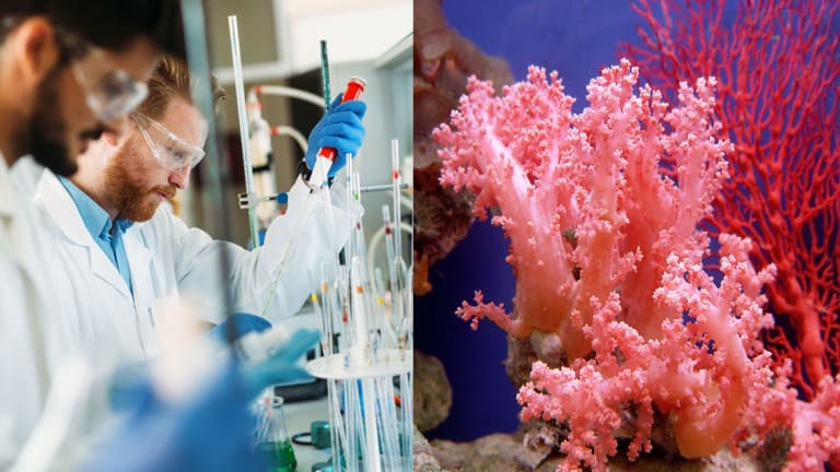 coral