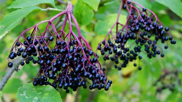 elderbery supplements and flavanoids