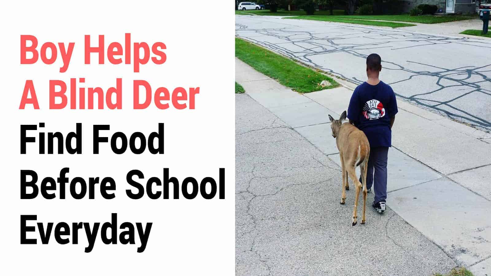 Boy Helps A Blind Deer Find Food Before School Everyday