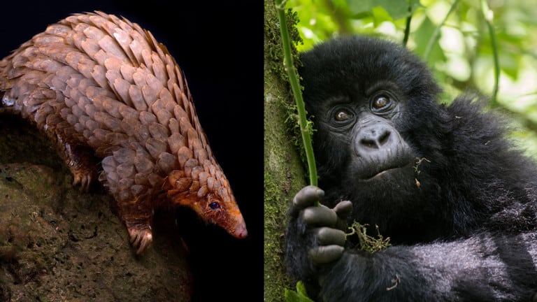 endangered species