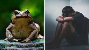 toad poison and serotonin