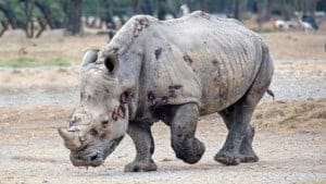 endangered species rhino