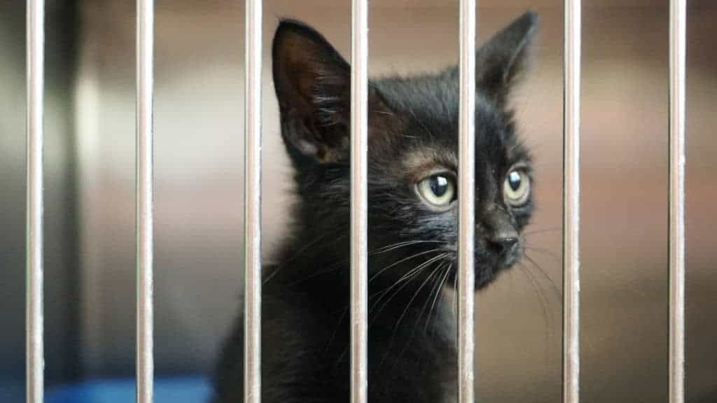 20 Kind Ways You Can Help Your Local Animal Shelter