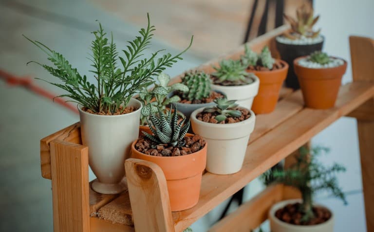 indoor plants