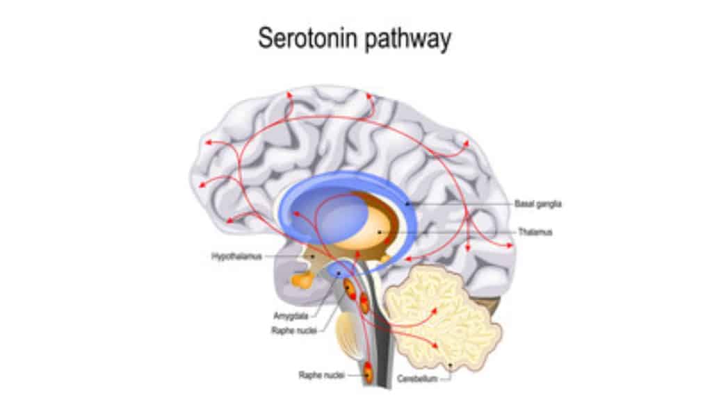 Researchers Reveal How To Boost Your Serotonin Levels
