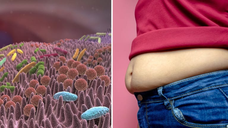 gut bacteria