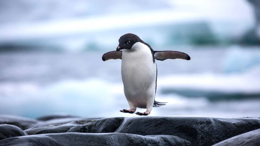 These Penguins Exploring an Empty Aquarium Will Make You Smile