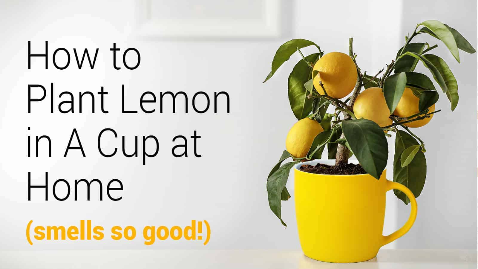 How to Plant Lemon in A Cup at Home (Smells So Good!)
