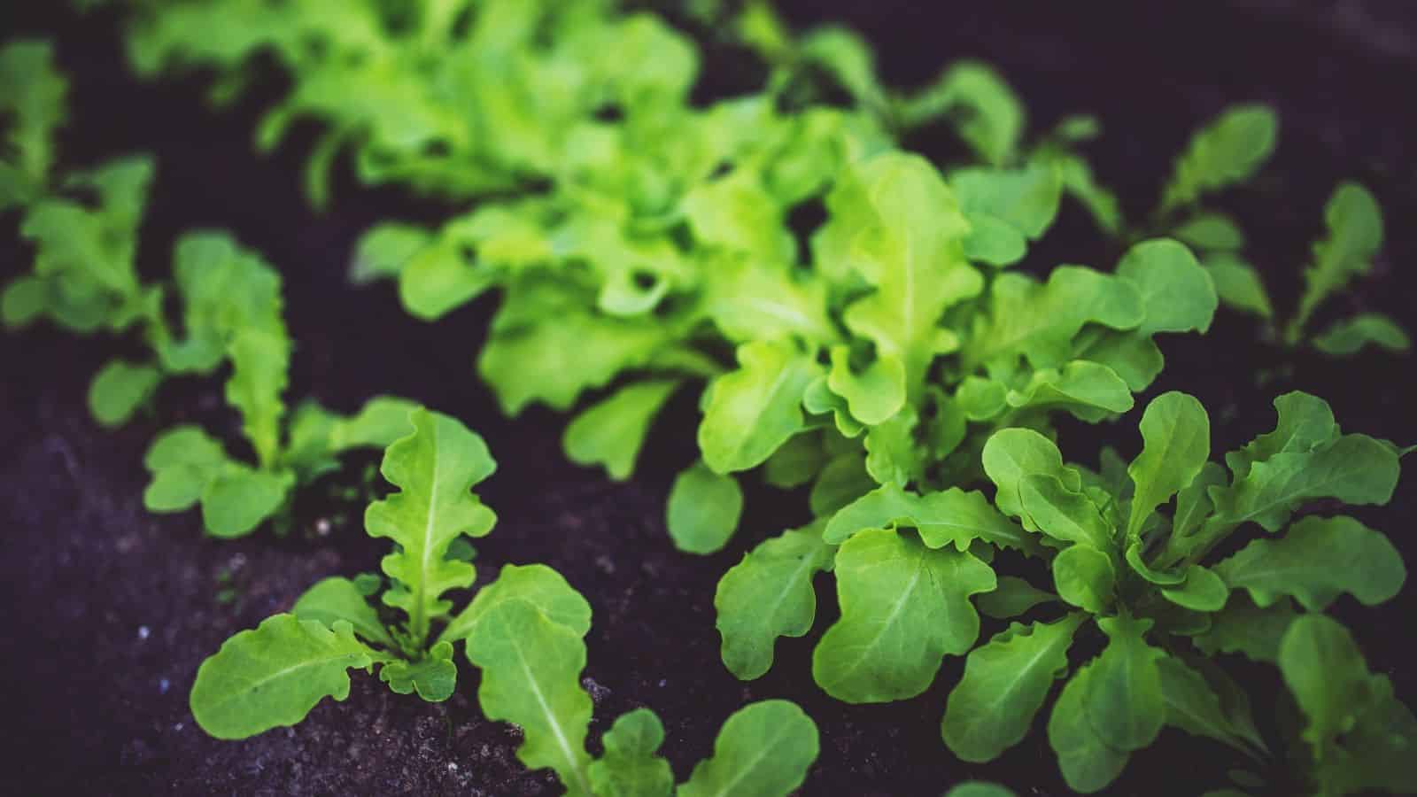 15 Healthy Plants to Grow in Your Victory Garden