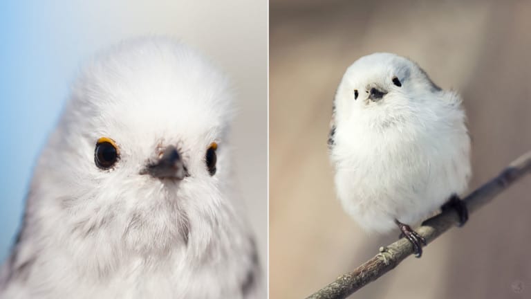 cotton balls