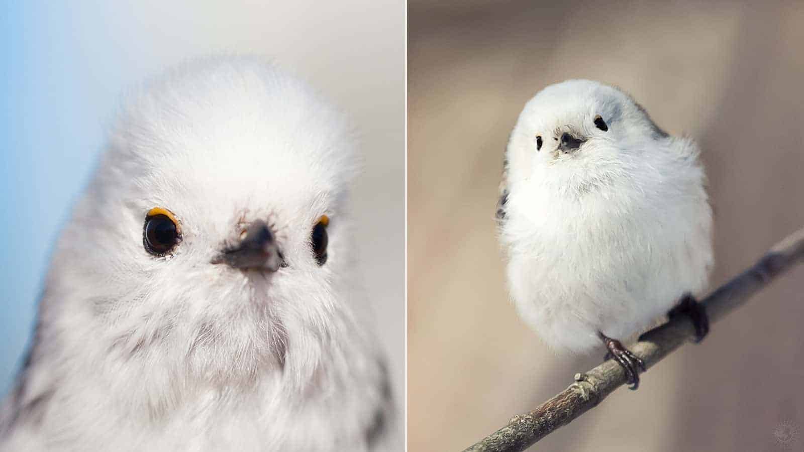 These Tiny Birds That Resemble Cotton Balls Will Steal Your Heart