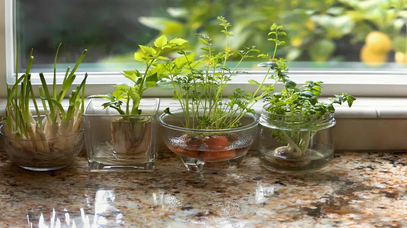 6 Healthful Herb Plants You Can Grow in Water (no soil needed)