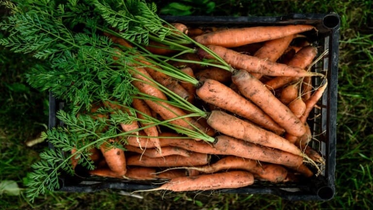 carrots