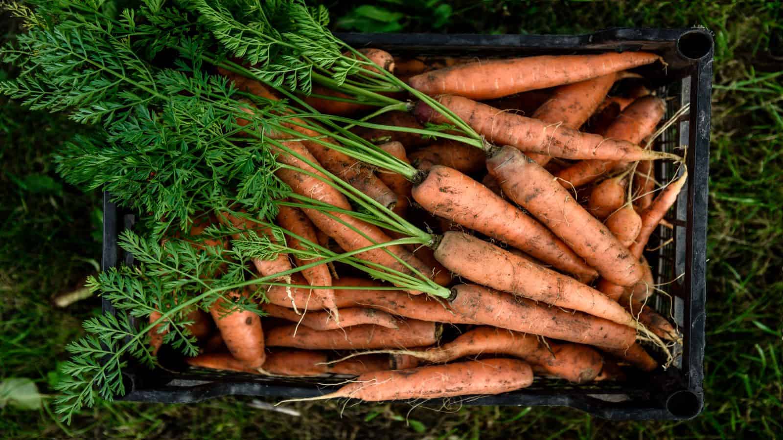 15 Amazing Benefits of Carrots (and carrot greens)