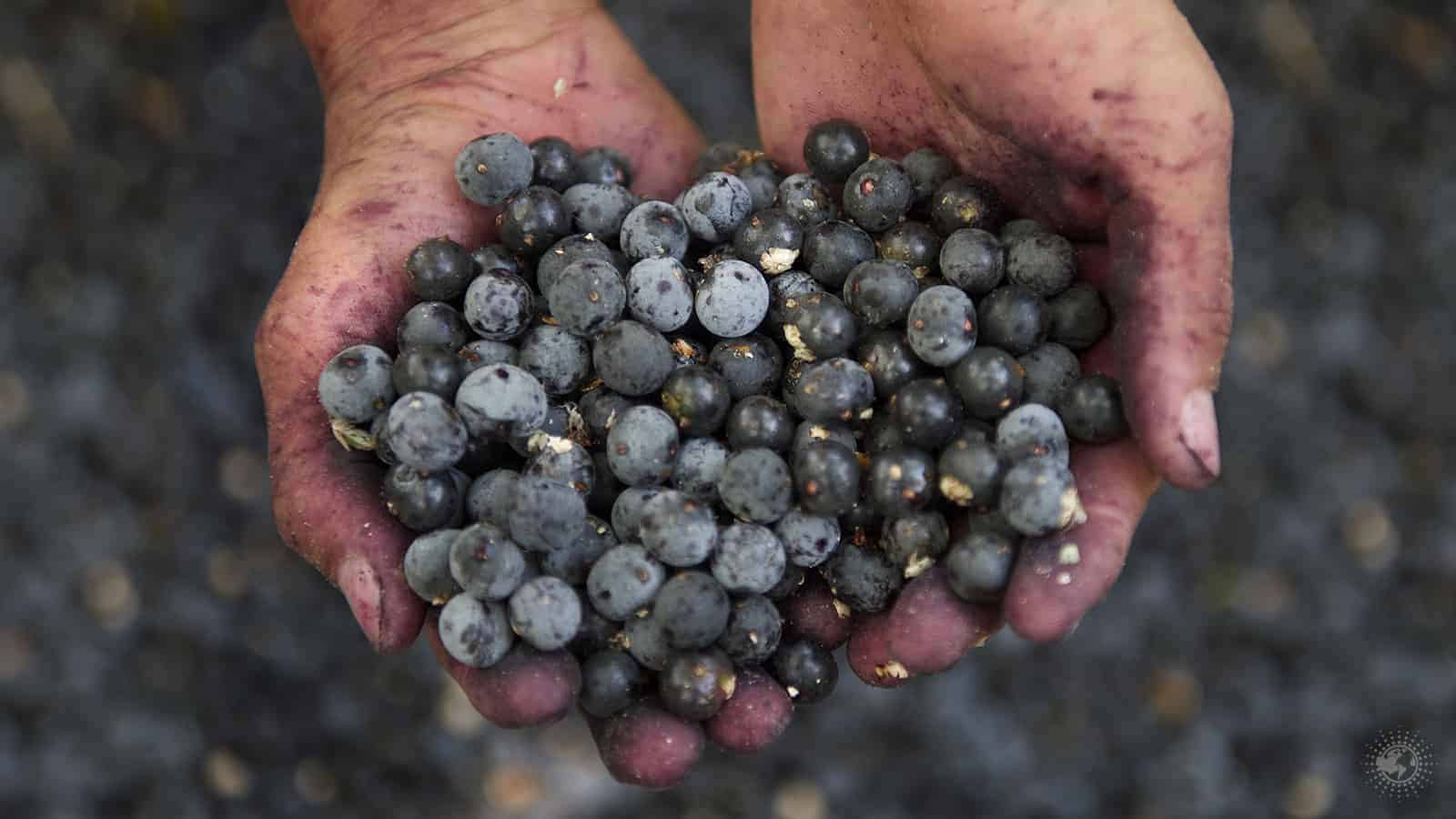 Science Explains What Happens to Your Body When You Eat Acai Berries Every Day