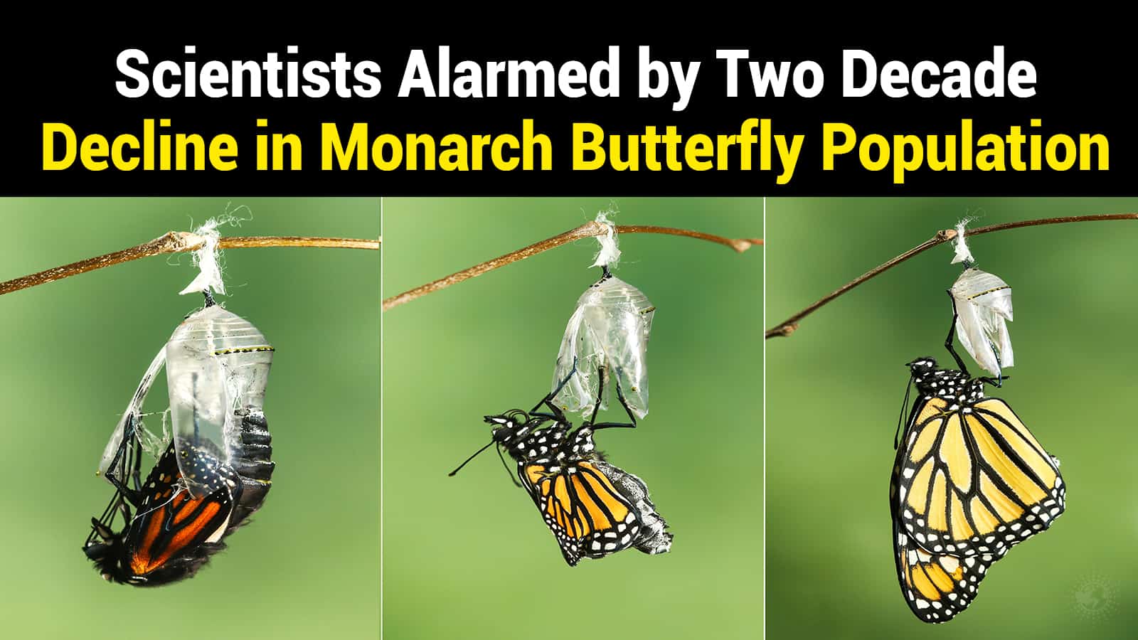 Scientists Alarmed by Two Decade Decline in Monarch Butterfly Population