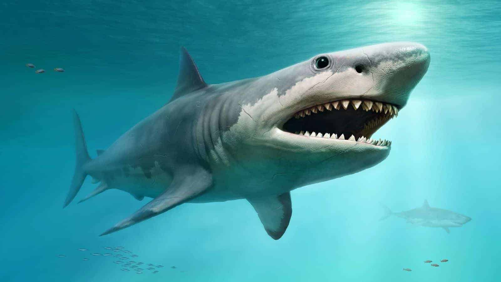 Research Reveals Megalodon Was Over 2x the Size of Modern Sharks