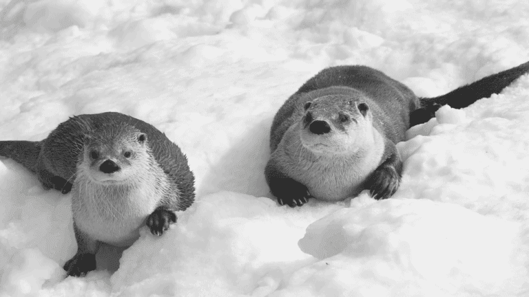 sea otters
