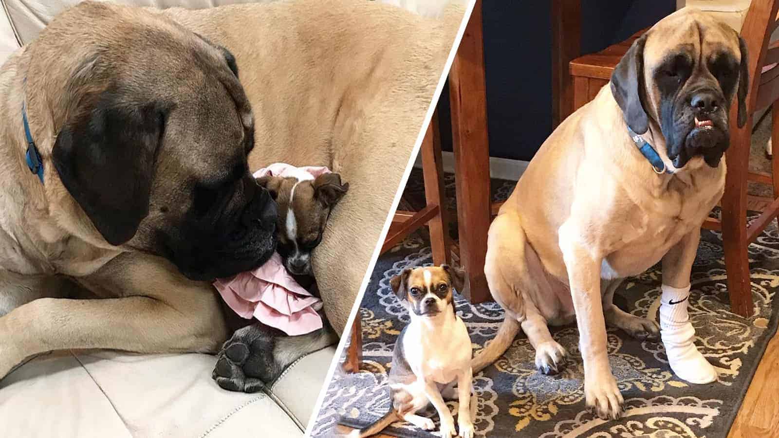 Chihuahua and Giant Mastiff Become the Best of Friends