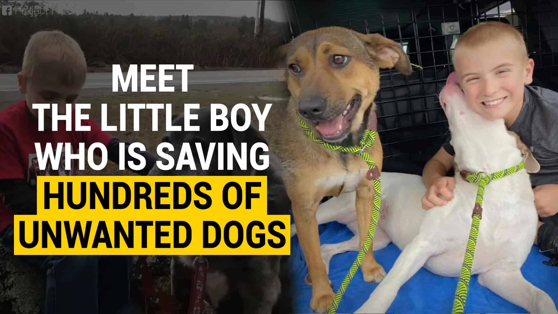 Amazing Boy Starts a Dog Rescue Program and Saves Hundreds of Lives