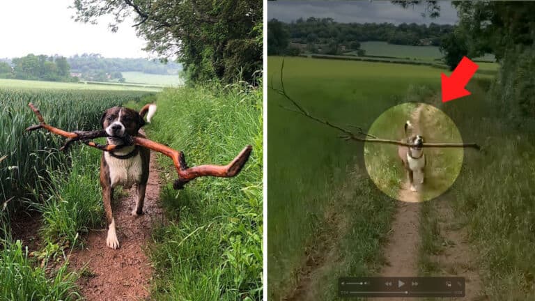 rescue dog