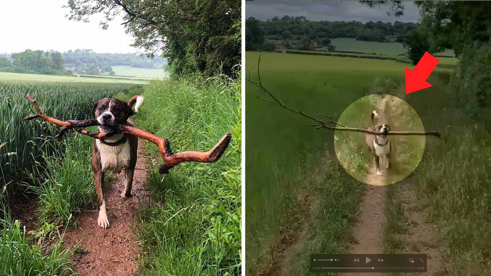 Rescue Dog With a Hilarious Obsession With Sticks