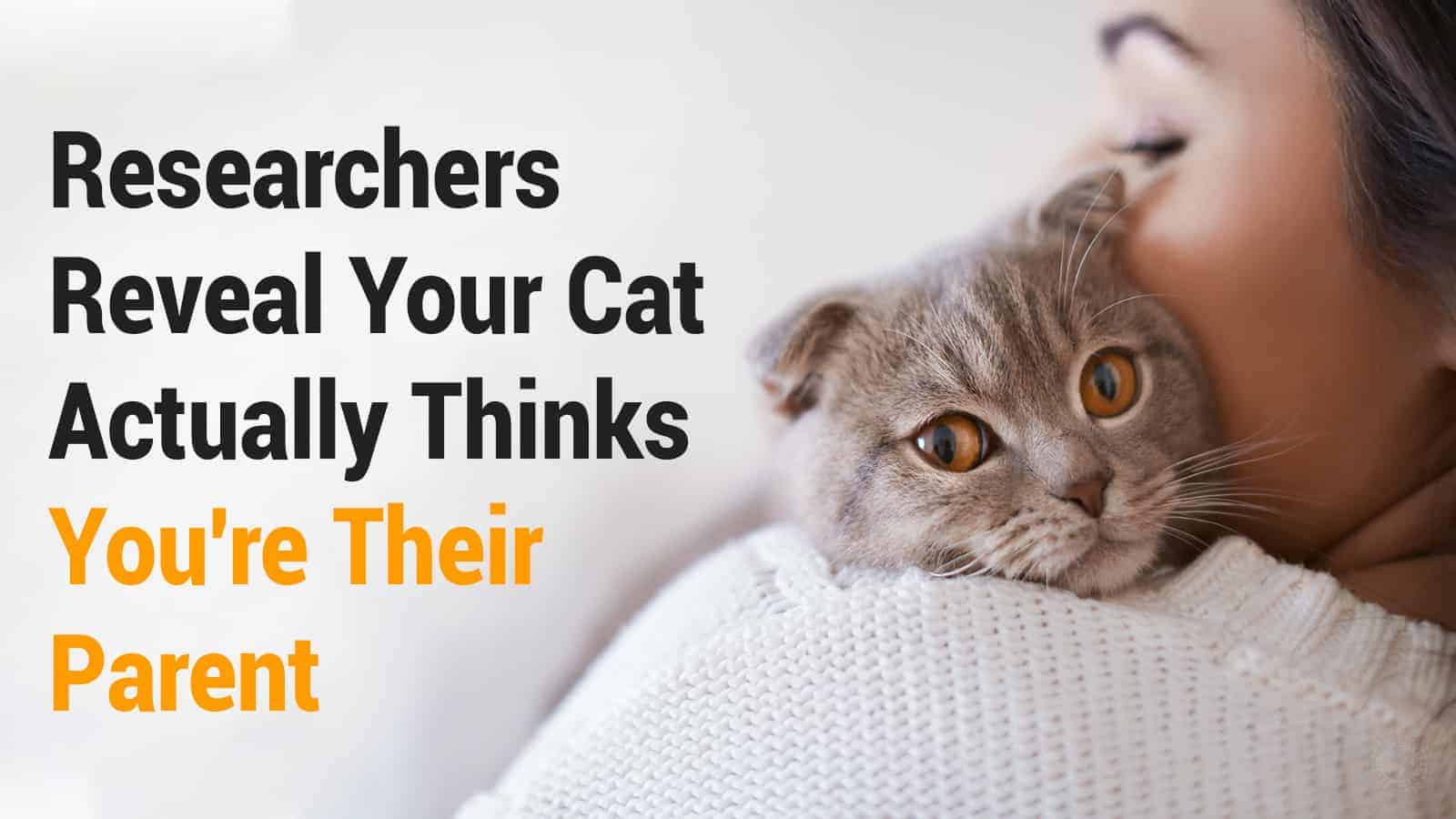 Researchers Reveal Your Cat Actually Thinks You’re Their Parent