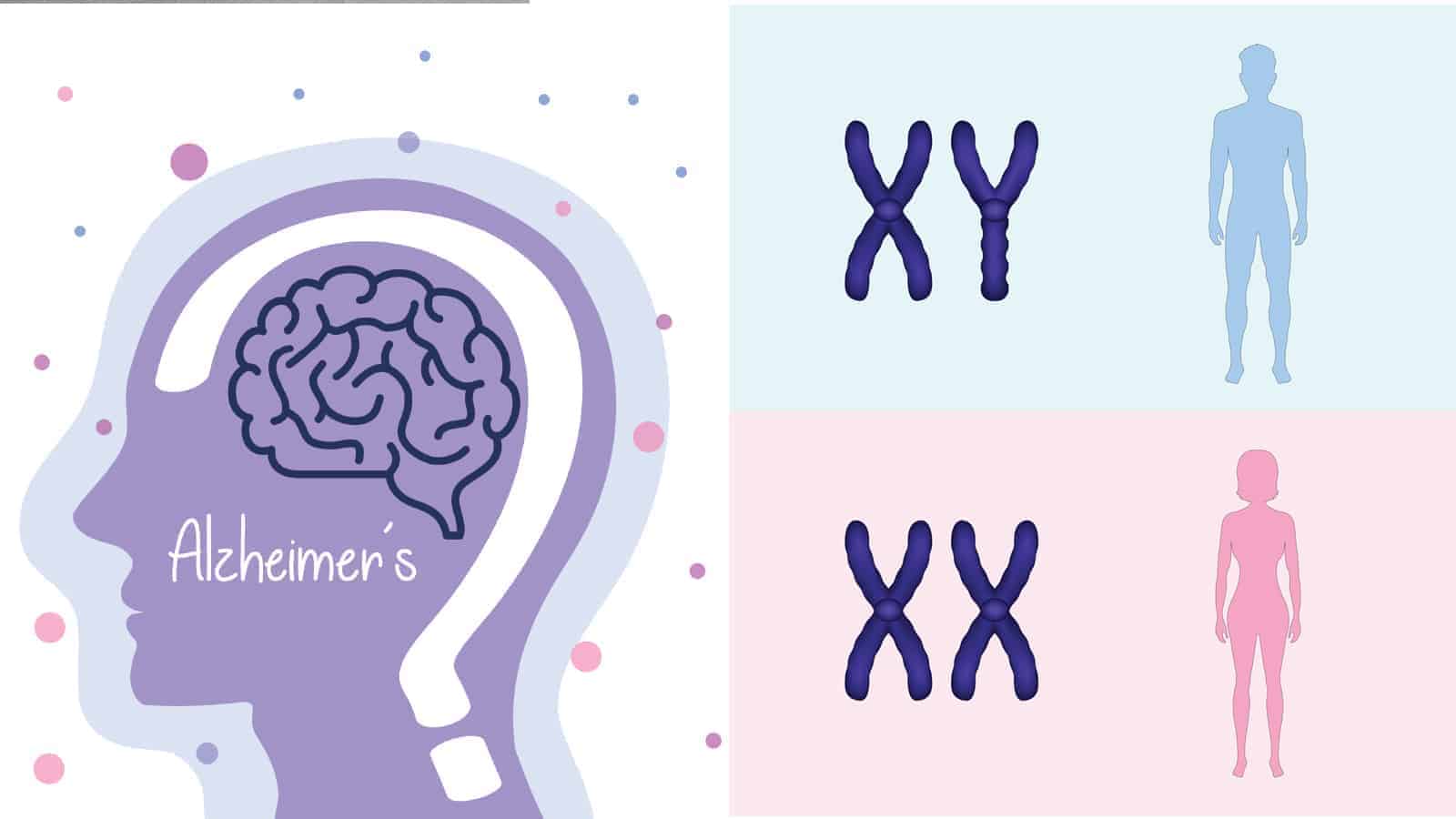 Study Reveals Female Chromosomes Resist Alzheimer’s More Than Males’