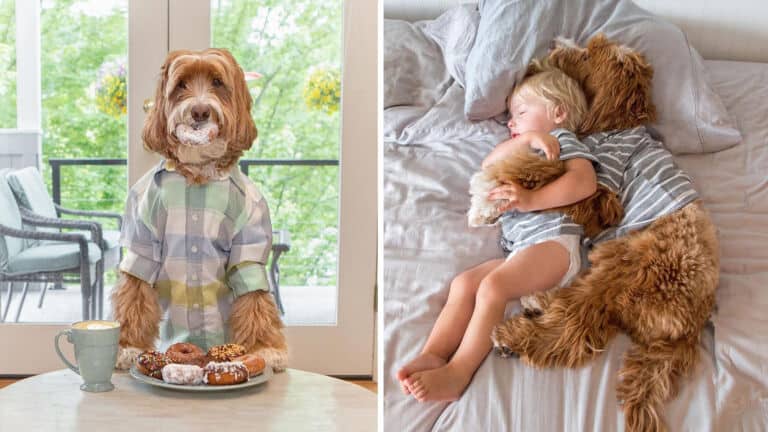 labradoodle