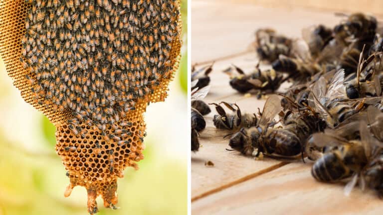 bee population