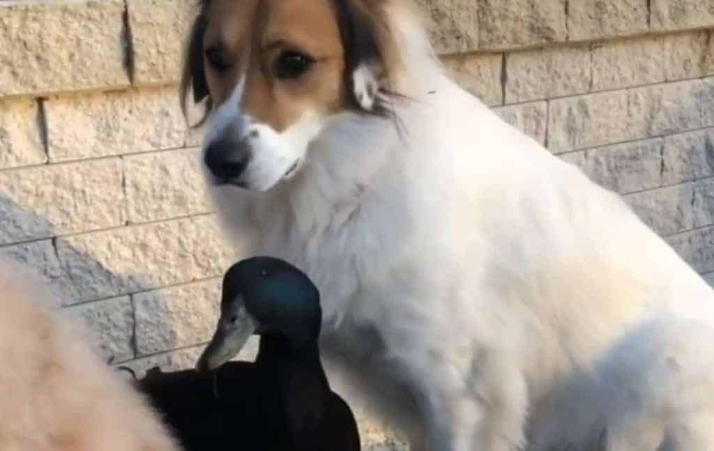 Meet an Amazing Pet Duck Who Thinks He is a Dog