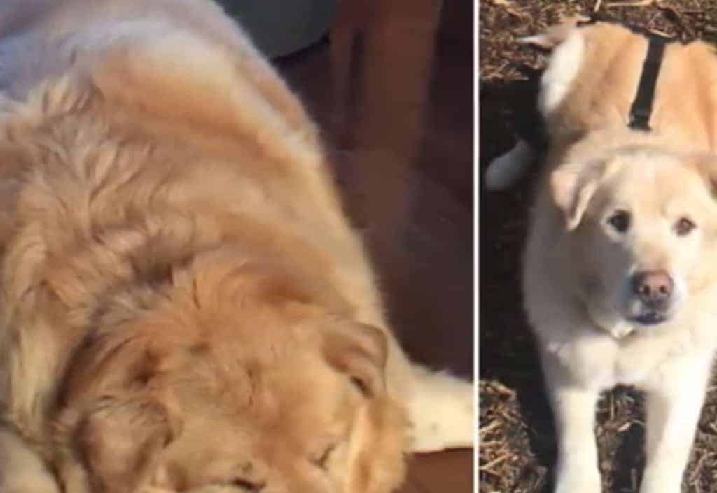 Therapy Dog Sheds 100 Pounds and Leads a Healthier Life