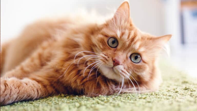 orange cats