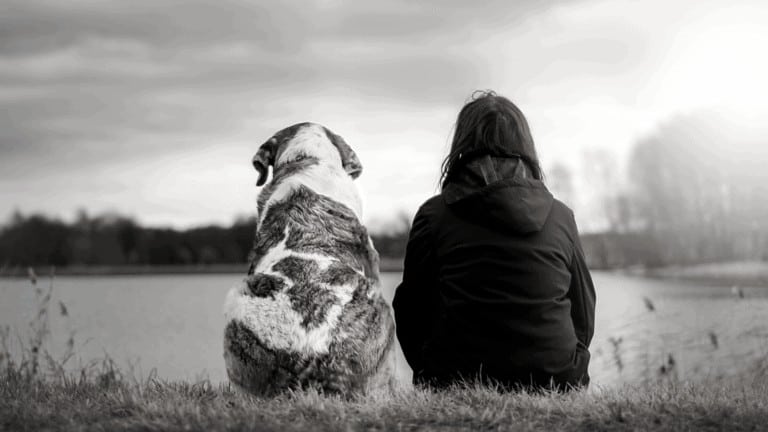 canine