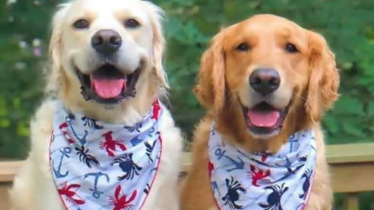 golden retrievers