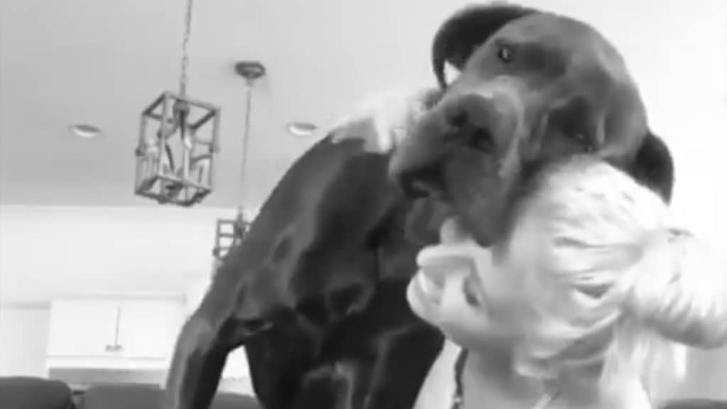 Great Dane Helps a Woman Overcome Loneliness